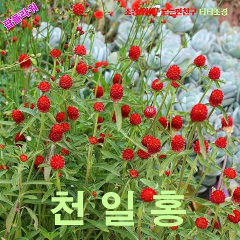 팝플라워 천일홍-스트로베리 씨앗 100립