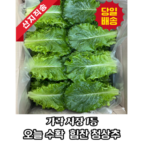[농가직영] 당일수확 가락시장 1등 국내산 청상추 로메인 상추, 300g, 1개