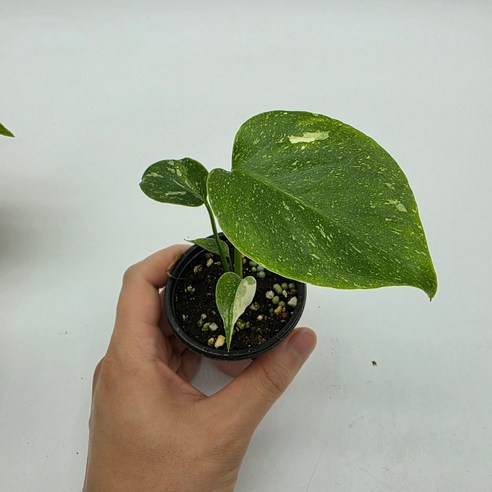 싱그러운 몬스테라 유묘, 초보 식집사의 최고의 선택!