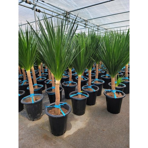 공간에 생기를 불어넣는 예술, 드라코 대품으로 완성하는 인테리어 드라코