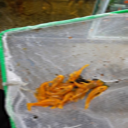 황금빛 갑옷을 입은 수조 속 작은 영웅, L-144 안시 숏핀 유어