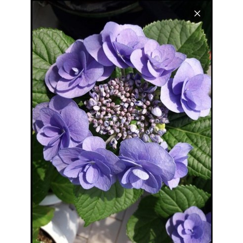 시들지 않는 아름다움, 당신의 공간에 장미수국을 피우세요 장미수국