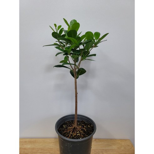 우리집에 숲을 들이다: 봄봄 프랑스 고무나무, 삶의 작은 변화 프랑스고무나무