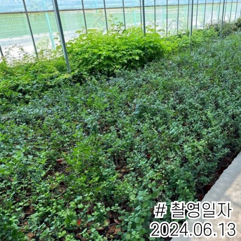 정원에 생명력을 더하는 미스김라일락