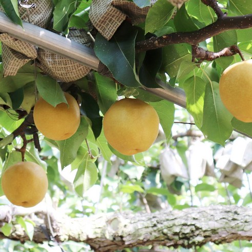 [푸르젠] 나주 배 선물세트 5kg (9-10과) – 보자기 포함, 1박스, 상세 설명 참조