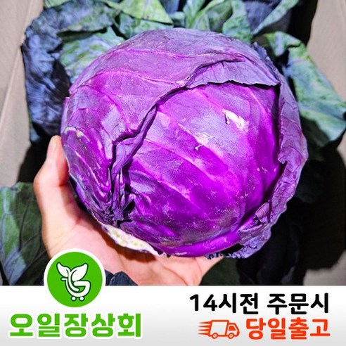 오일장 상회 적채 적양배추 샐러드야채 적생양배추 8kg내외, 1개, 적채8kg