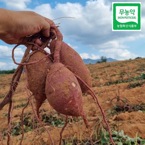 24년 햇밤고구마 햇고구마 퍽퍽한밤고구마 꿀고구마, 베니하루카고구마, 특상, 2kg, 1개