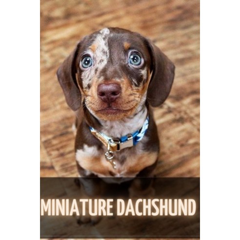 (영문도서) Miniature Dachshund: The Complete Breed Guide Paperback, Independently Published, English, 9798519642958
