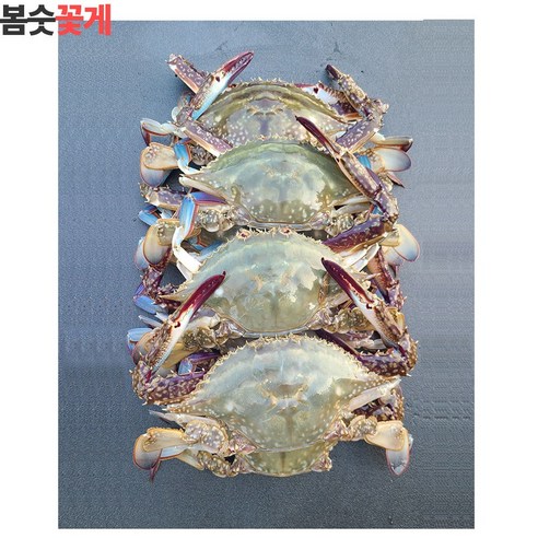 옹진수산 가을 숫꽃게 사이즈  봄꽃게 연평도 꽃게 리뷰후기