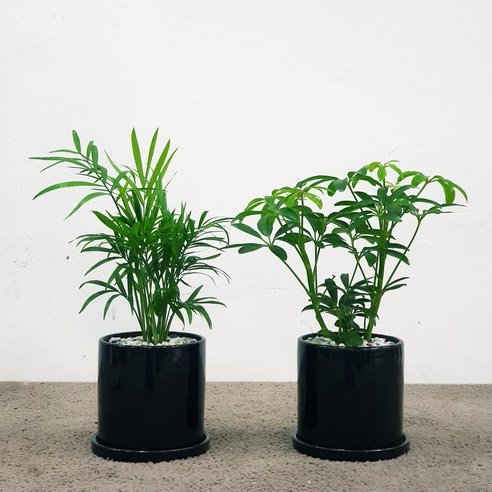 꽃피우는청년 천연가습기 실내공기정화식물 2종 세트 (테이블야자 홍콩야자), 유광 원형 블랙