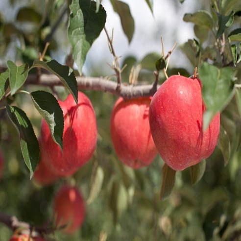 못생겨도 맛은 최고! 주왕산 털보네 고당도 사과