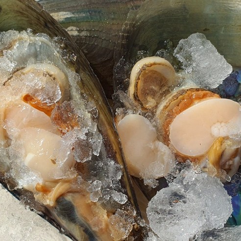 간편한 홈파티, 국내산 생물 키조개로 즐기세요!