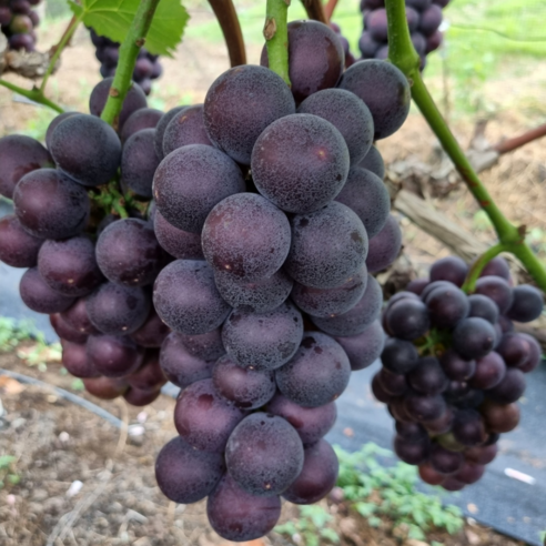 [당일선별] 김천 경산 프리미엄 거봉 포도, 1개, 거봉 2kg(3~4수)
