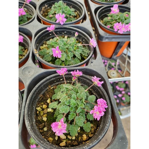 삭막한 베란다에 핑크빛 설렘을, 풍로초 노지월동 모종