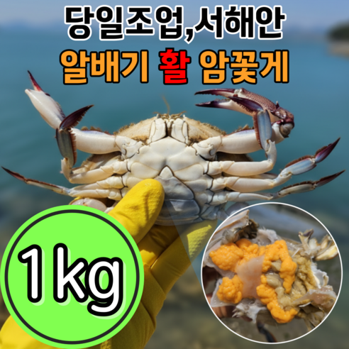 [서해안 당일조업] 국내산 생물 암꽃게