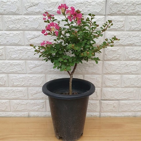 여름날의 로망을 내 집 정원으로, 목백일홍35