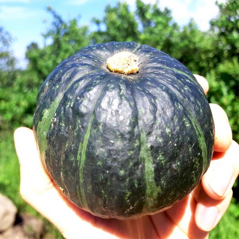 제주 미니 밤호박 포슬포슬한 밤호박 보우짱 단호박, 로얄과5kg(10~14과), 1박스