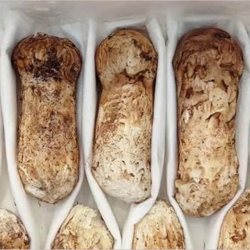 자연산 송이버섯 선물세트 1kg 1품, 상세페이지 참조