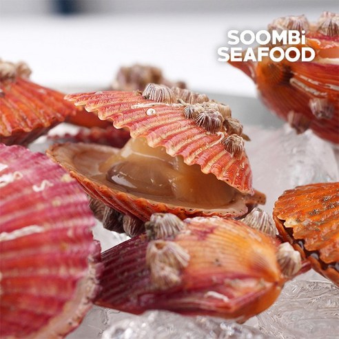 산지직송 홍가리비 캠핑 가리비 구이 조개 찜 제철 1kg, 1개 산지직송 홍가리비 캠핑 가리비 구이 조개 찜 제철 1kg, 1개