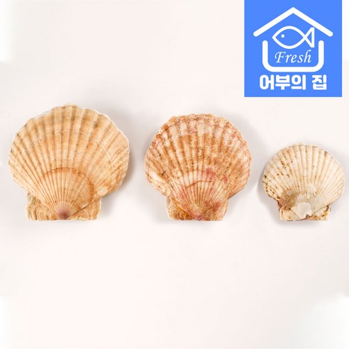 신선하고 맛있으며 영양가 풍부한 어부의집 제철 대왕 가리비