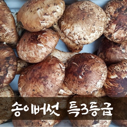 참조은식품 자연산 송이버섯 2024년 국내산 수입산 송이버섯 선물용 가정용 1kg, 1개, 운남 자연산 송이버섯 특3등품 1kg