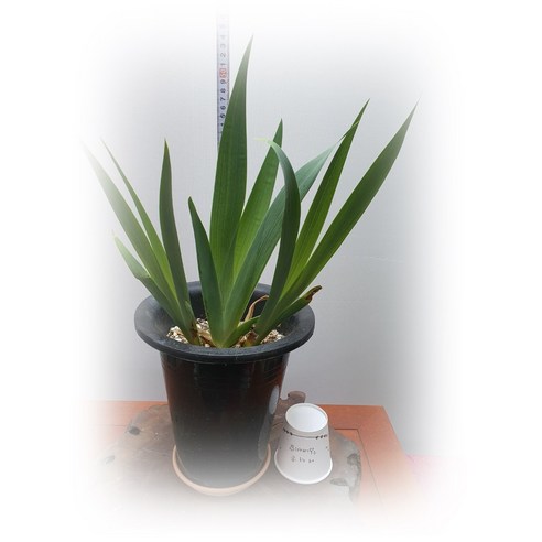 독일 붓꽃으로 손쉽게 꿈꾸는 유럽풍 가든