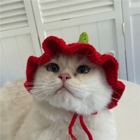 고양이모자 강아지모자 토끼 모자, 푸른 색