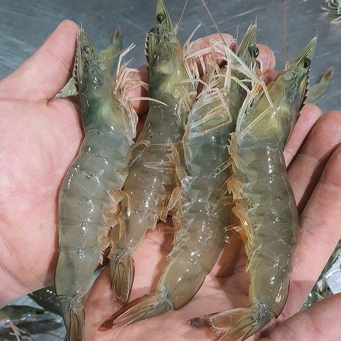 국내산 태안 흰다리새우 1kg 활새우 왕새우, 1개, 흰다리새우1kg(생물x45미내외)