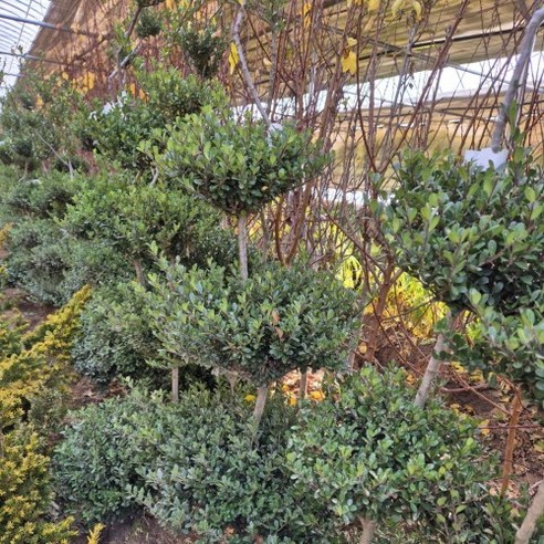 빛나는 푸른 잎의 꽝꽝나무 조형 분묘로 공원이나 집 정원을 장식하세요