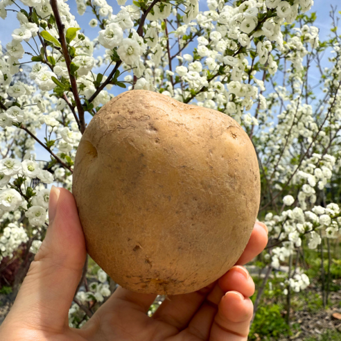 산지직송 두백 감자로 맛있는 밥상 고민 해결!