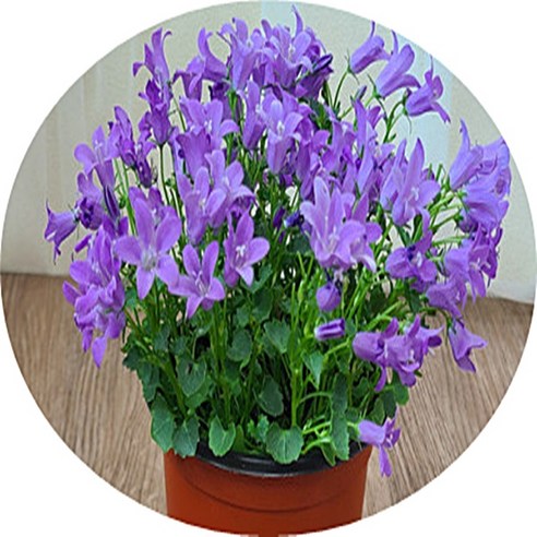 지친 일상에 싱그러움을 더하는 캄파눌라 꽃화분