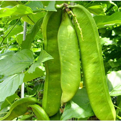 작두콩의 놀라운 변신, 에스빈커피로 건강과 풍미를 한 번에!