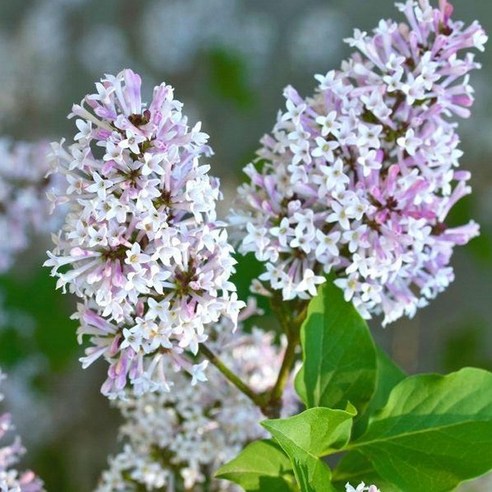 아름다움을 담은 미스김라일락, 당신의 정원을 빛내줄 선택 라일락꽃