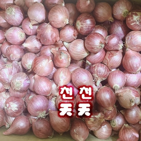 [천천중국식품]중국양파 모충 샬롯 채소 1KG, 1개