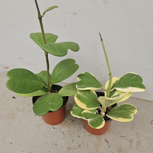 삭막한 일상에 싱그러움을 더하다! 청 하트호야로 만드는 나만의 작은 정원 하트호야