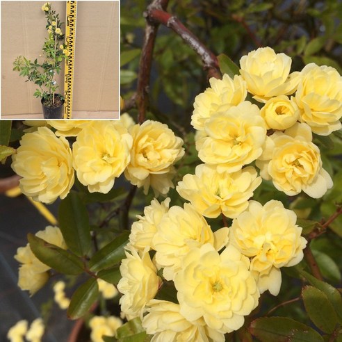 황홀한 노란빛의 향연, 겹꽃 목향장미가 당신의 공간에 선사하는 특별한 아름다움 목향장미