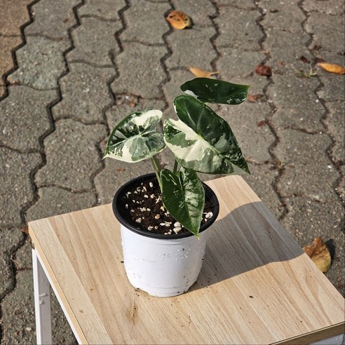 희귀 알로카시아 그린벨벳으로 완성하는 나만의 특별한 플랜테리어