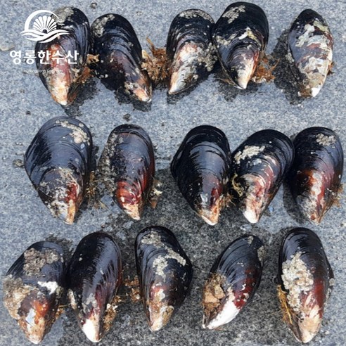 바다의 보석, 영롱한수산 대왕 홍합으로 식탁을 풍요롭게