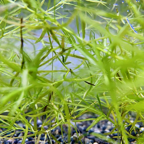 물갈이 스트레스 없이 즐기는 나만의 작은 정원, 무환수 자동청소 베타 어항