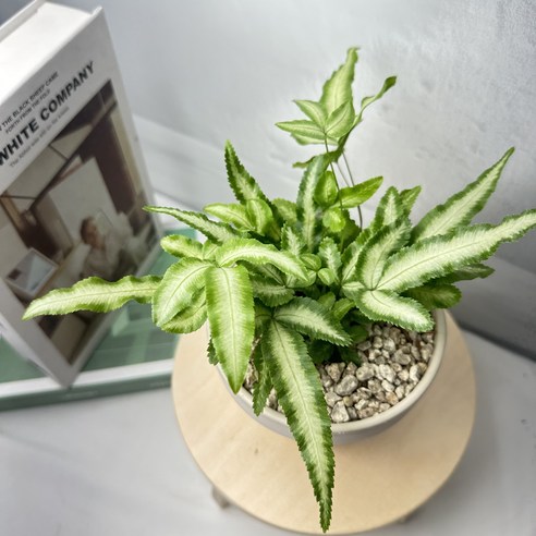 똥손도 금손으로, 푸테리스 고사리로 시작하는 초록빛 일상