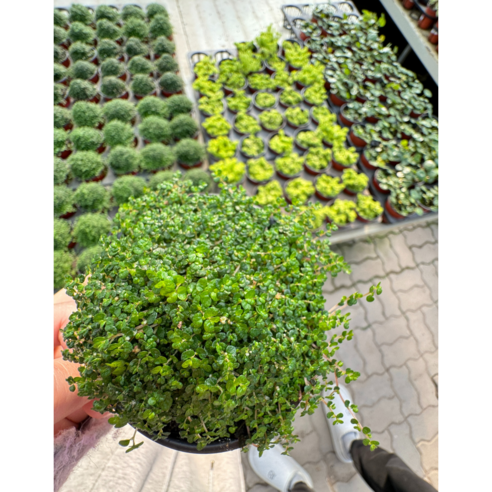 천사의 눈물: 공기를 정화하는 귀여운 새싹