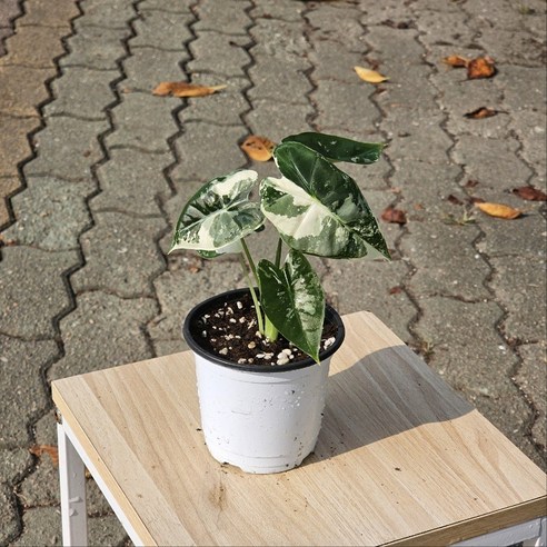 희귀 알로카시아 그린벨벳으로 완성하는 나만의 특별한 플랜테리어