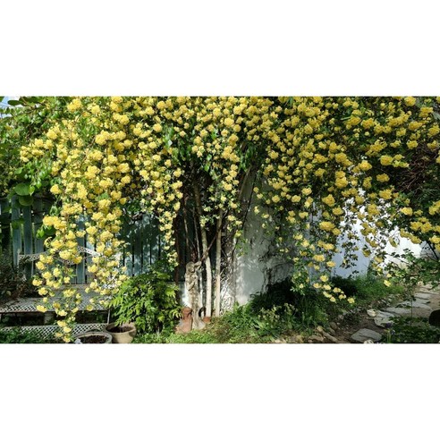 가시 걱정 없이 손쉽게 만드는 나만의 환상적인 장미 정원, 목향장미 특대품!