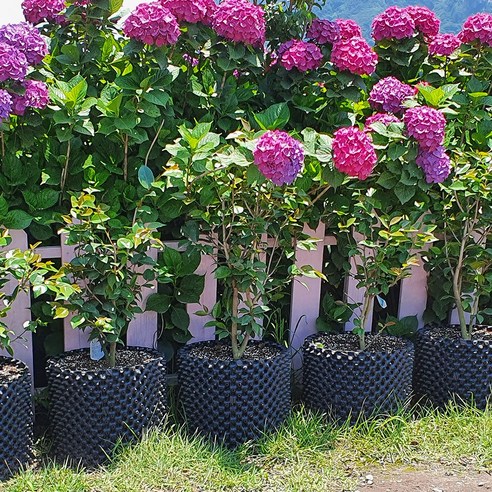 생명의 기운을 불어넣는 마법, 뿌리화분 매직 요술 다용도 친환경 화분으로 시작하는 싱그러운 정원