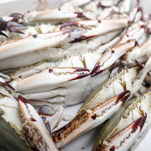 맛있는 국내산 프리미엄 숫꽃게를 특별가로 즐기세요!