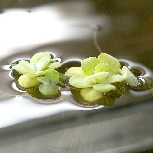 미미네아쿠아 미니 물배추: 당신의 수조에 생기를 불어넣는 작은 녹색 낙원 부상수초