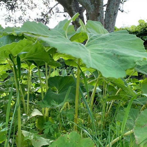 전남 자연산 노지 머위: 맛과 건강상의 이점