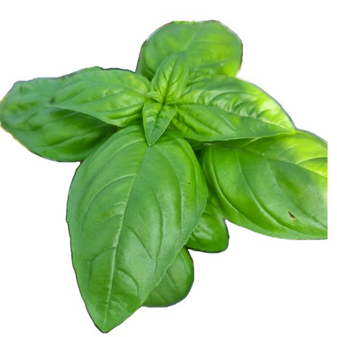 생 바질 국내산 당일수확, 100g, 1개