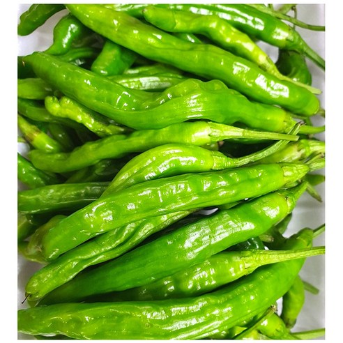 야채왕 꽈리고추 500g, 1개