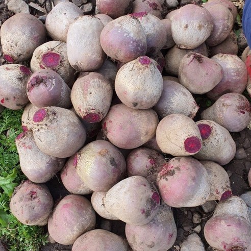 제주산 첫수확 레드 비트 산지직송 3kg, 5kg, 10kg, 특품 5kg, 1개